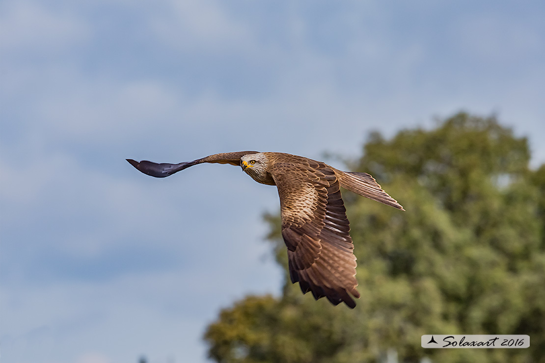 Milvus migrans :  Nibbio bruno ;  Black Kite