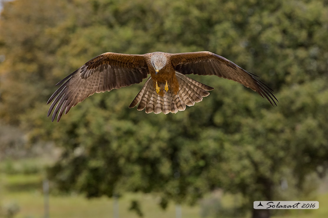 Milvus migrans :  Nibbio bruno ;  Black Kite