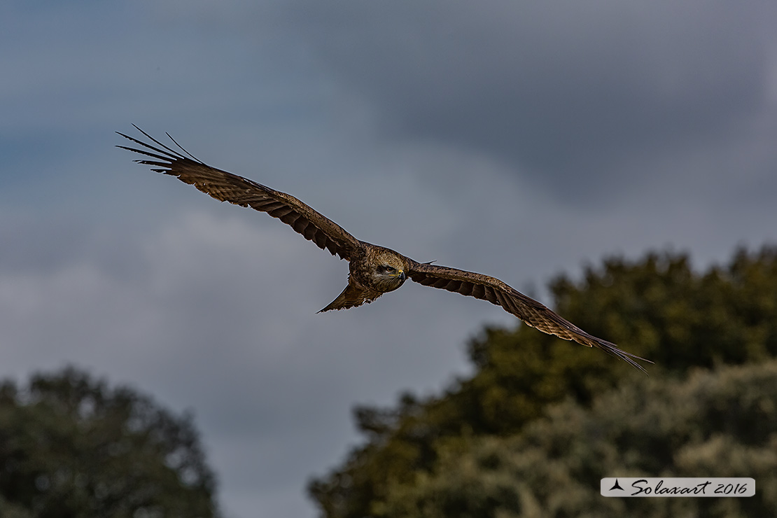 Milvus migrans :  Nibbio bruno ;  Black Kite
