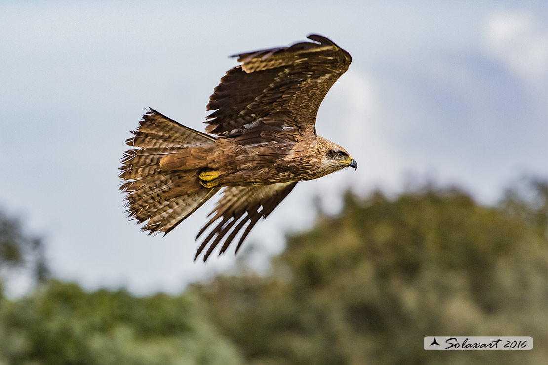 Milvus migrans :  Nibbio bruno ;  Black Kite