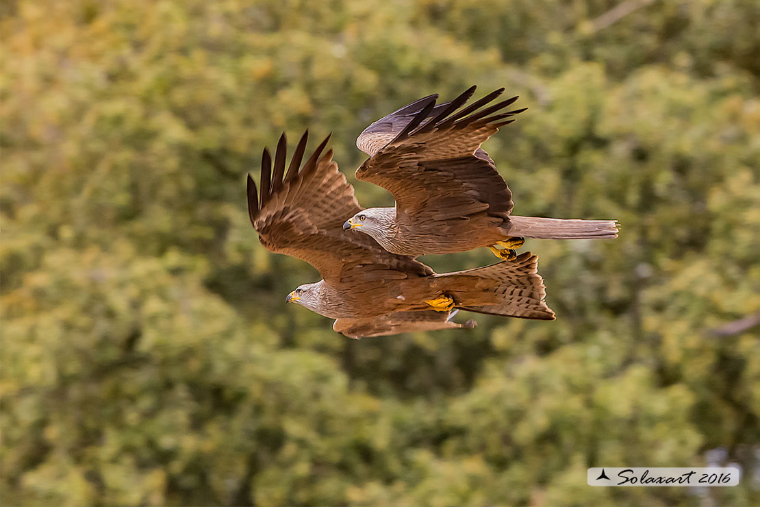 Milvus migrans :  Nibbio bruno ;  Black Kite
