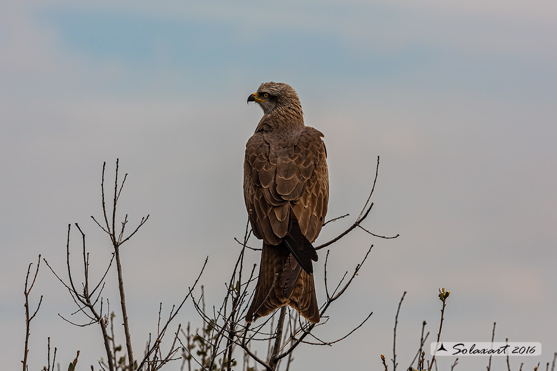 Milvus migrans :  Nibbio bruno ;  Black Kite