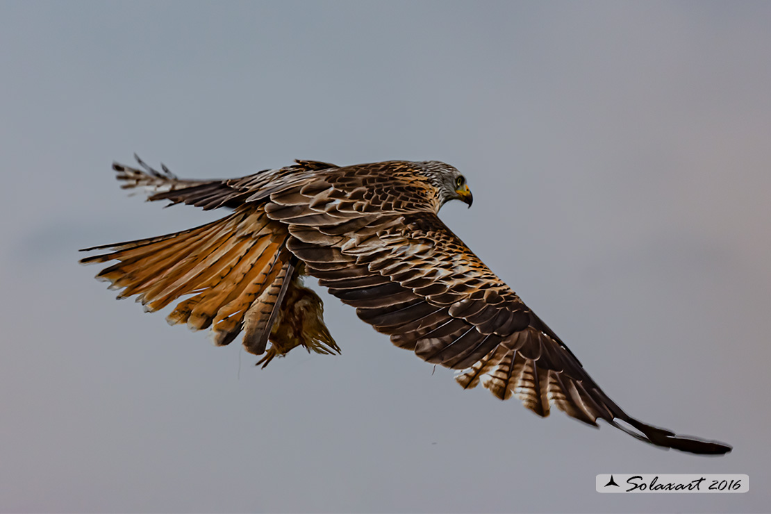 Milvus milvus : Nibbio reale ; Red Kite