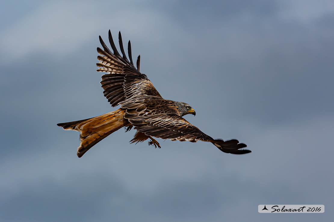 Milvus milvus : Nibbio reale ; Red Kite