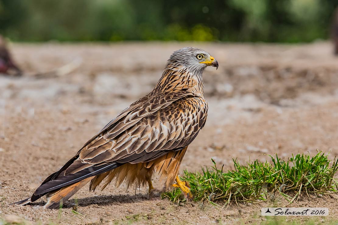 Milvus milvus : Nibbio reale ; Red Kite