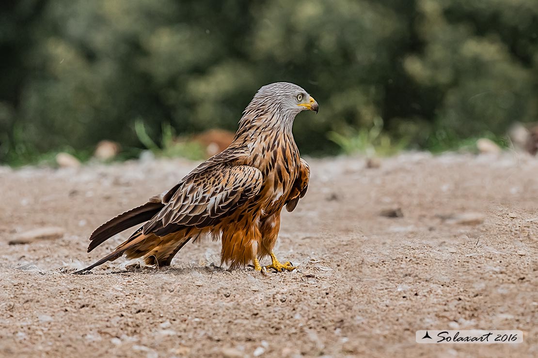 Milvus milvus : Nibbio reale ; Red Kite