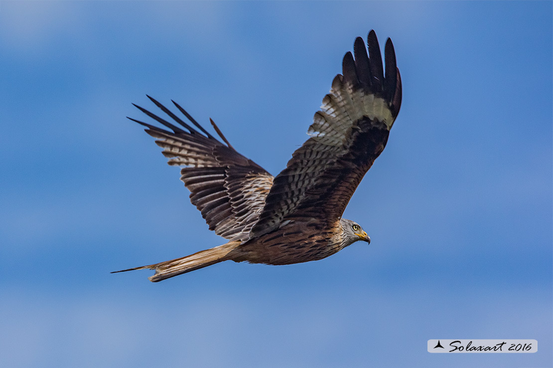 Milvus milvus : Nibbio reale ; Red Kite