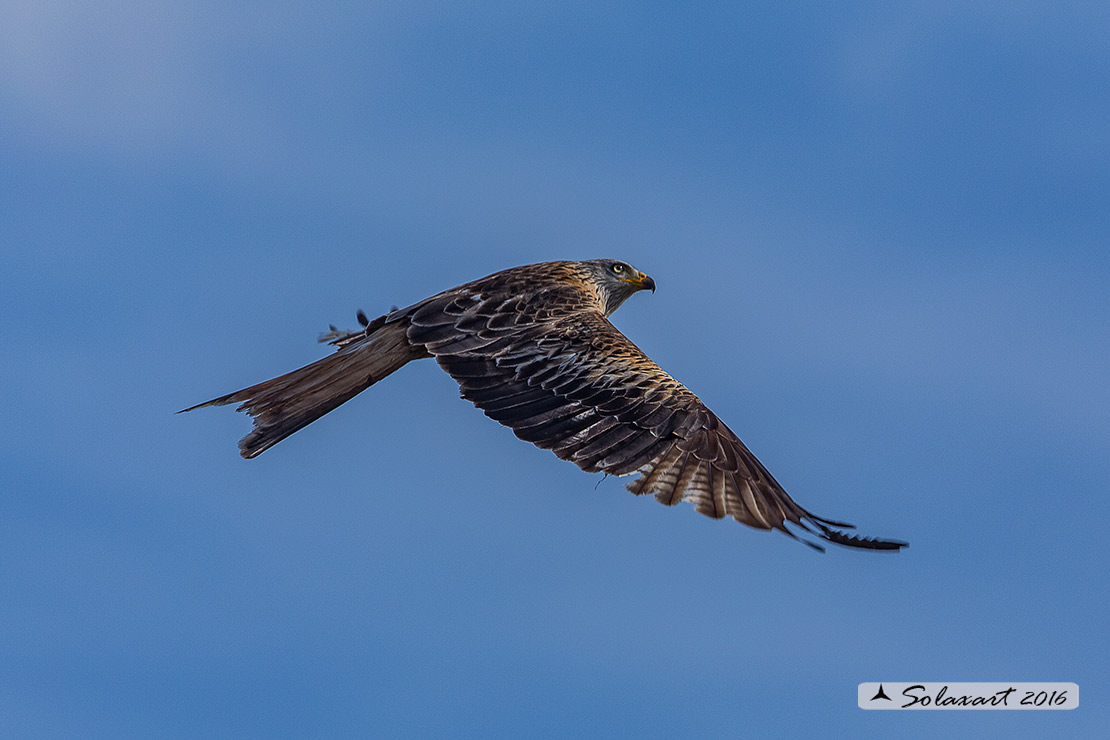 Milvus milvus : Nibbio reale ; Red Kite