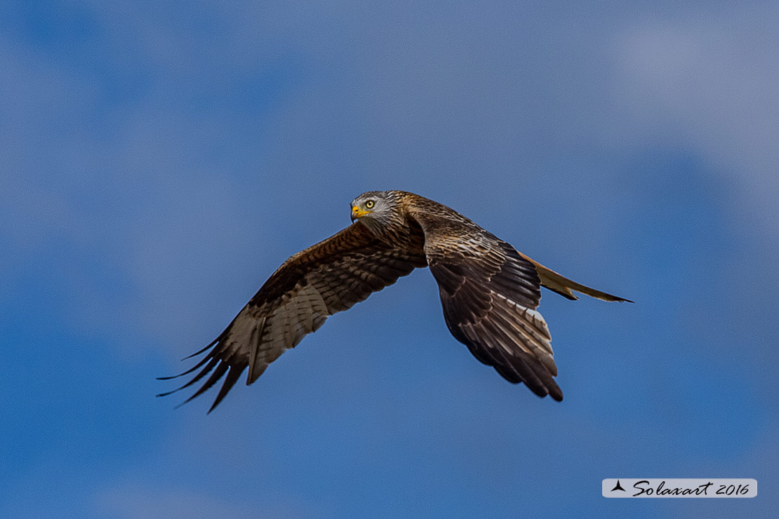 Milvus milvus : Nibbio reale ; Red Kite