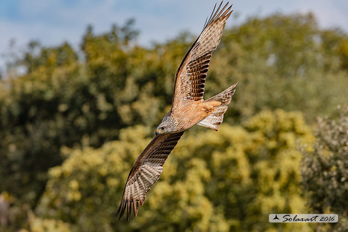 Milvus milvus : Nibbio reale ; Red Kite