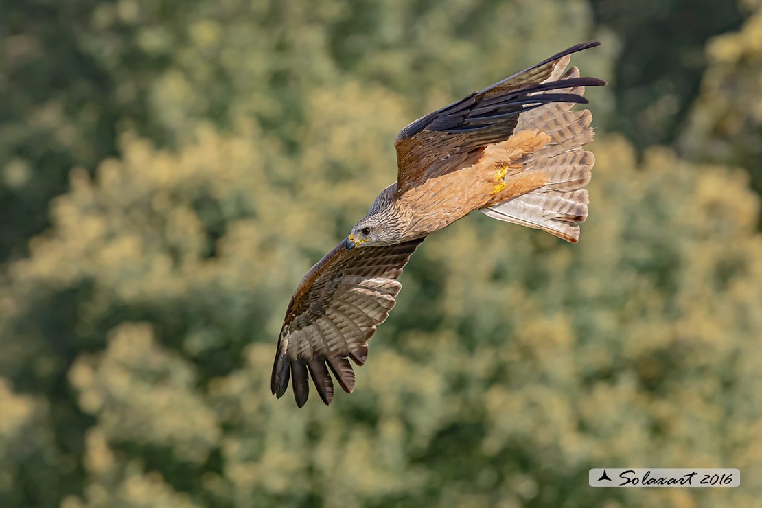 Milvus milvus : Nibbio reale ; Red Kite