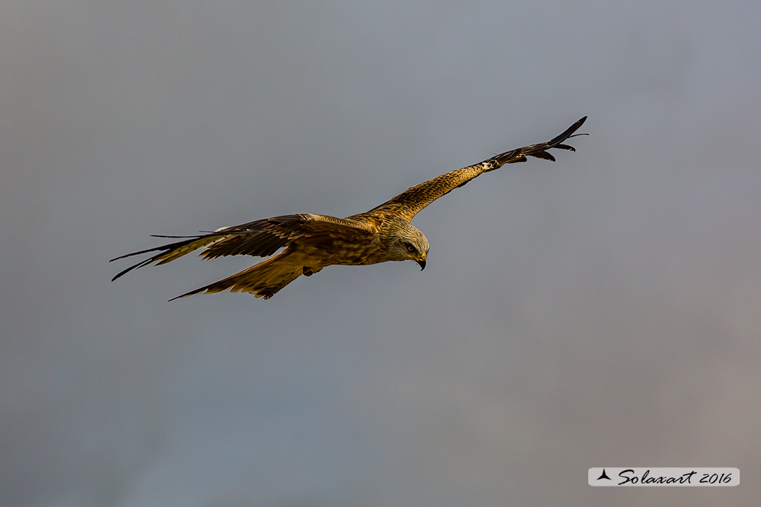 Milvus milvus : Nibbio reale ; Red Kite