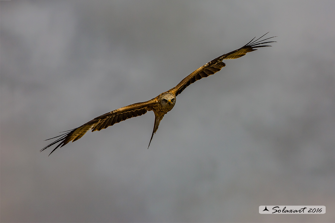 Milvus milvus : Nibbio reale ; Red Kite