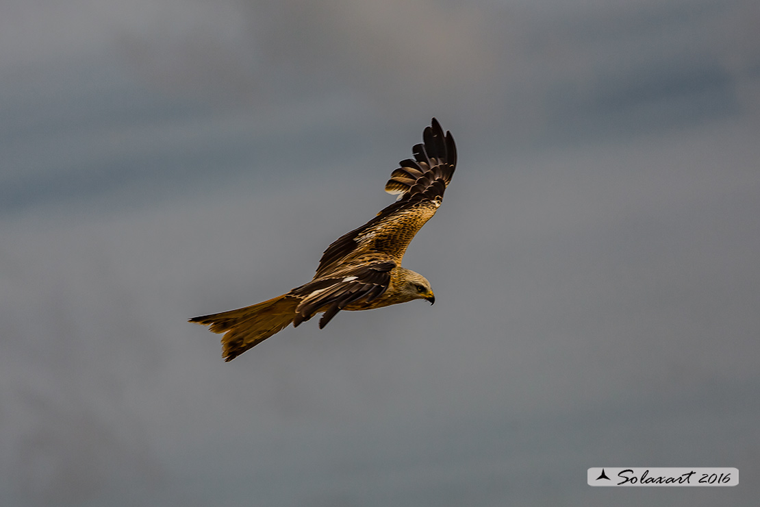 Milvus milvus : Nibbio reale ; Red Kite