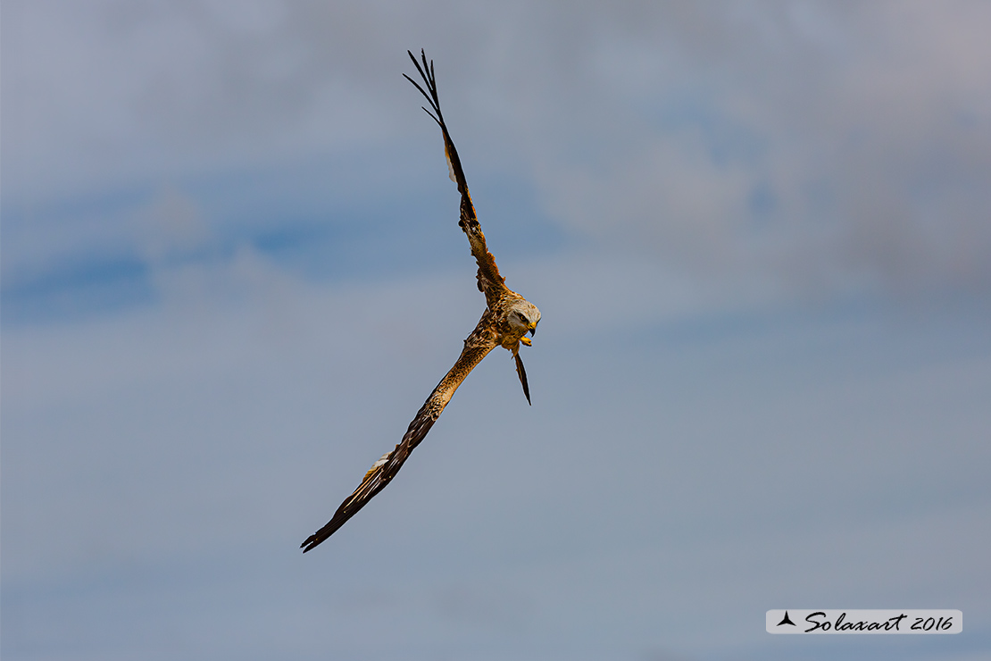 Milvus milvus : Nibbio reale ; Red Kite