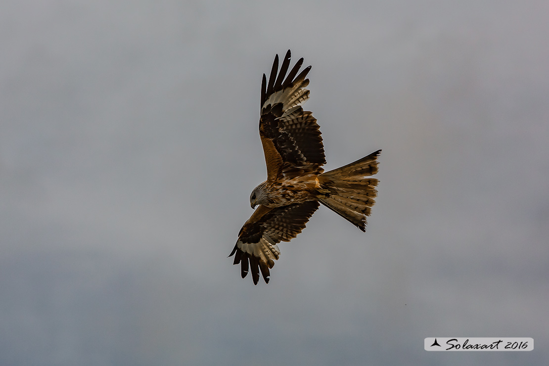 Milvus milvus : Nibbio reale ; Red Kite