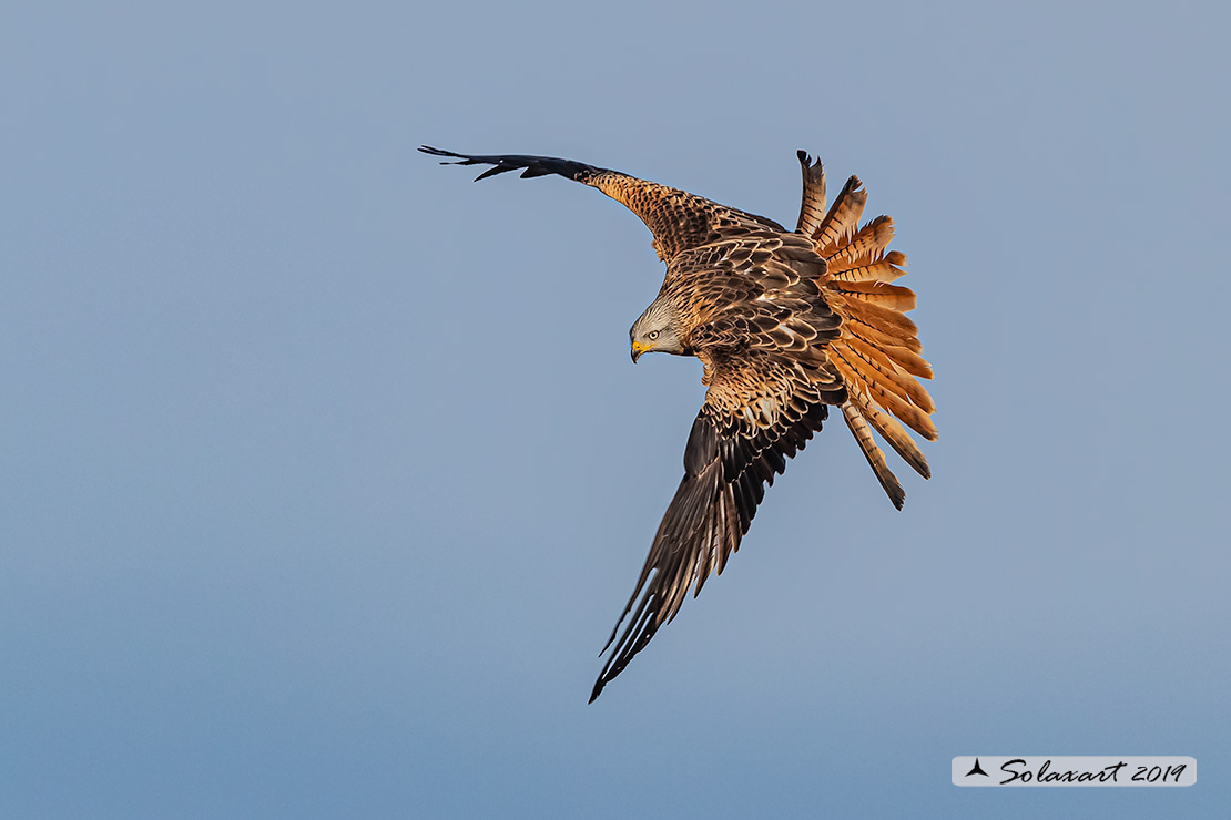 Milvus milvus : Nibbio reale ; Red Kite