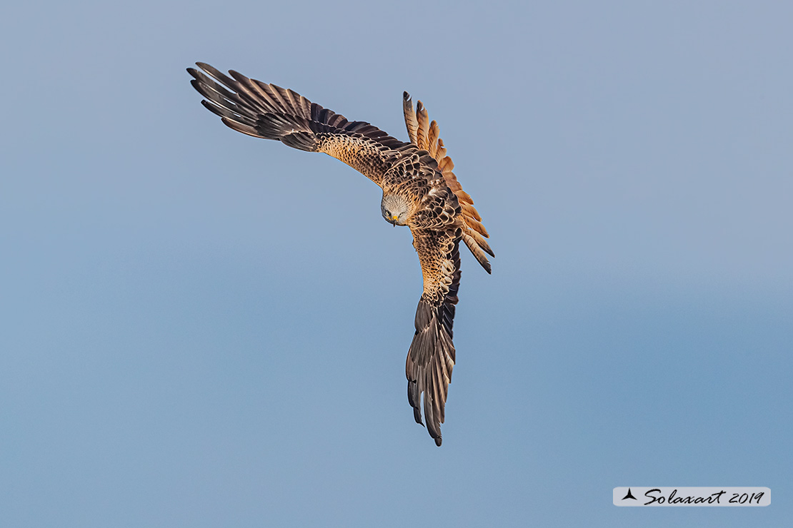 Milvus milvus : Nibbio reale ; Red Kite