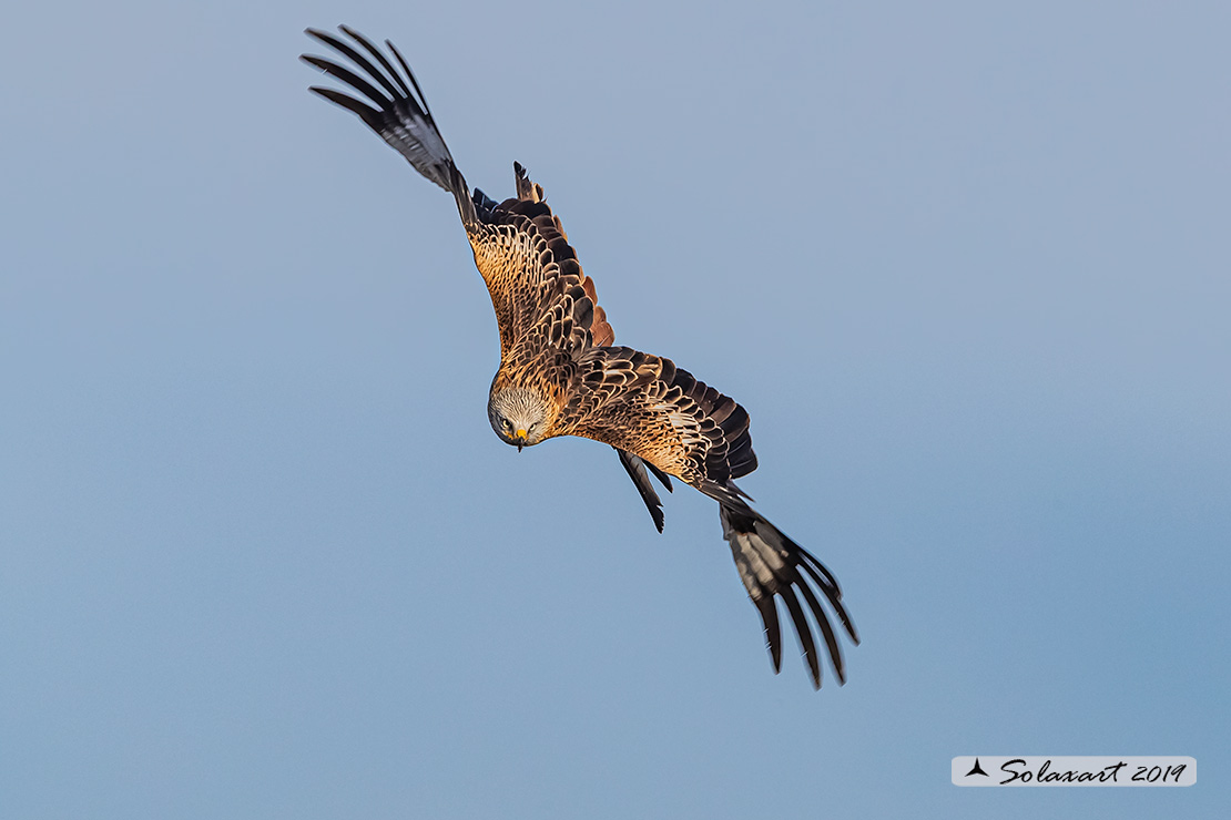 Milvus milvus : Nibbio reale ; Red Kite