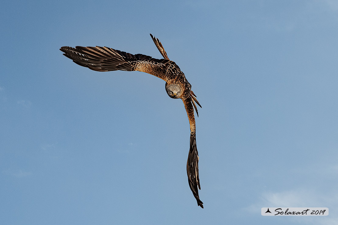 Milvus milvus : Nibbio reale ; Red Kite