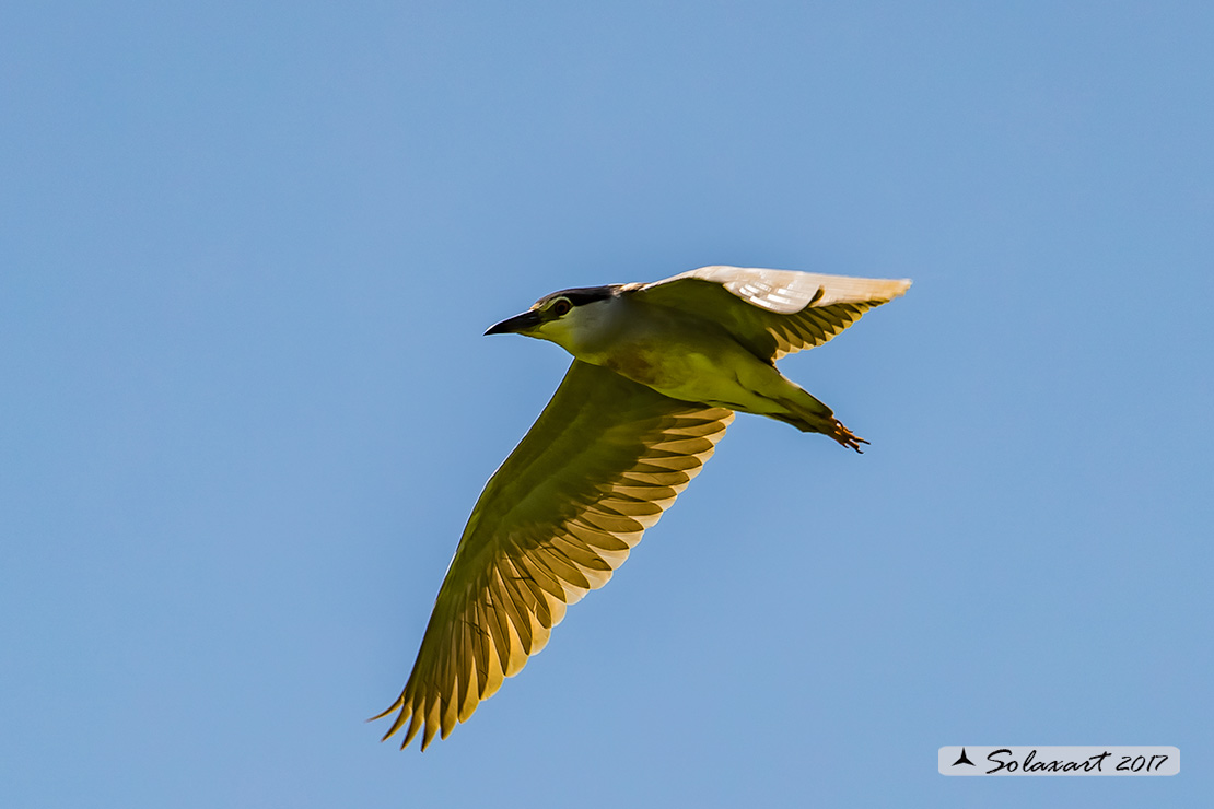 Nycticorax nycticorax:  Nitticora;  Black-crowned Night Heron