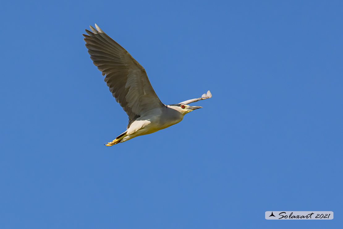 Nycticorax nycticorax:  Nitticora;  Black-crowned Night Heron