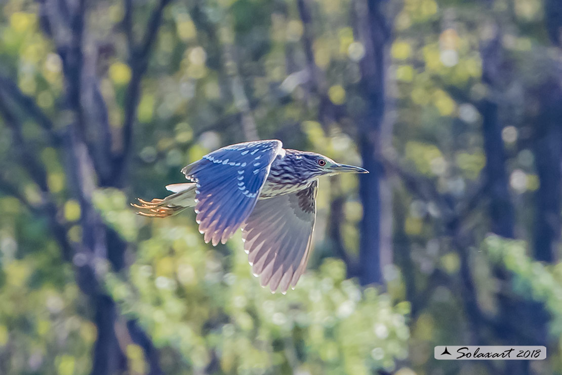 Nycticorax nycticorax: Nitticora (immaturo); Black-crowned Night Heron (juvenile)