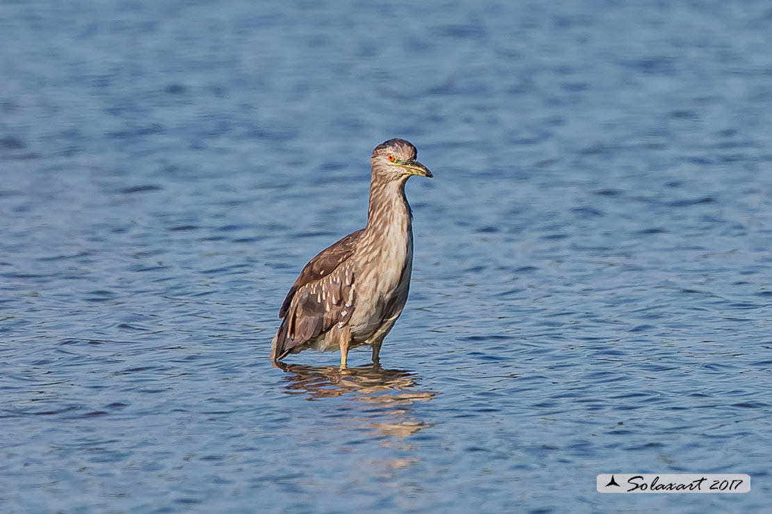 Nycticorax nycticorax:  Nitticora (immaturo);  Black-crowned Night Heron (juvenile)