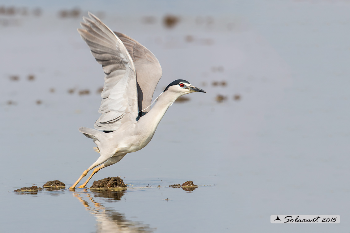 Nycticorax nycticorax:  Nitticora;  Black-crowned Night Heron