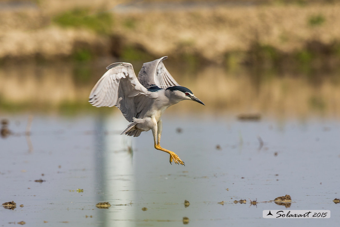 Nycticorax nycticorax:  Nitticora;  Black-crowned Night Heron