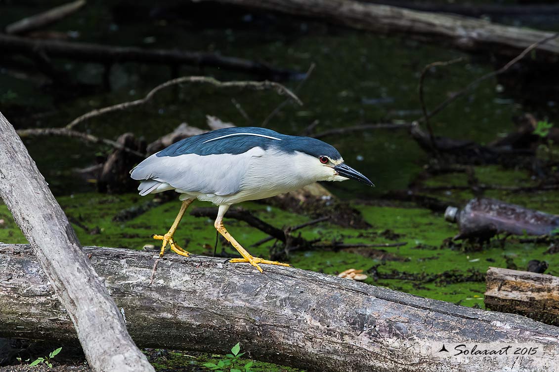 Nycticorax nycticorax:  Nitticora;  Black-crowned Night Heron