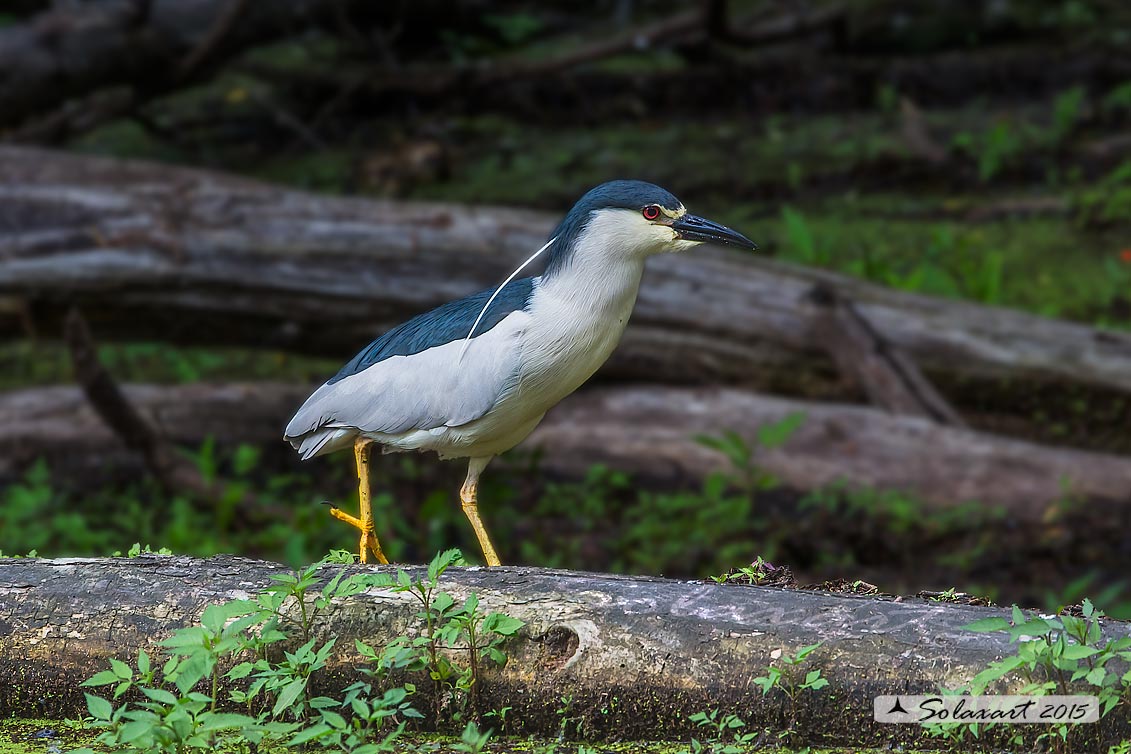 Nycticorax nycticorax:  Nitticora;  Black-crowned Night Heron