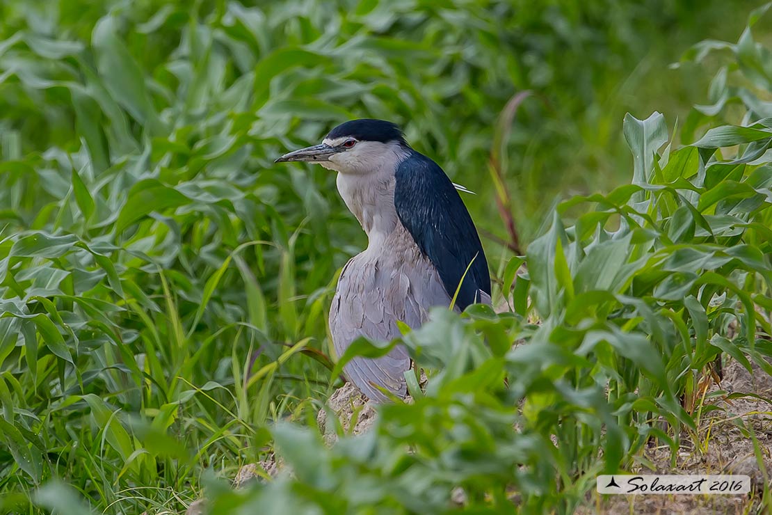 Nycticorax nycticorax:  Nitticora (ferita);  Black-crowned Night Heron (injured)