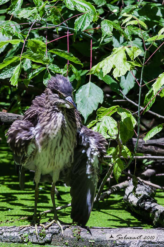 Nycticorax nycticorax:  Nitticora (immaturo);  Black-crowned Night Heron (juvenile)