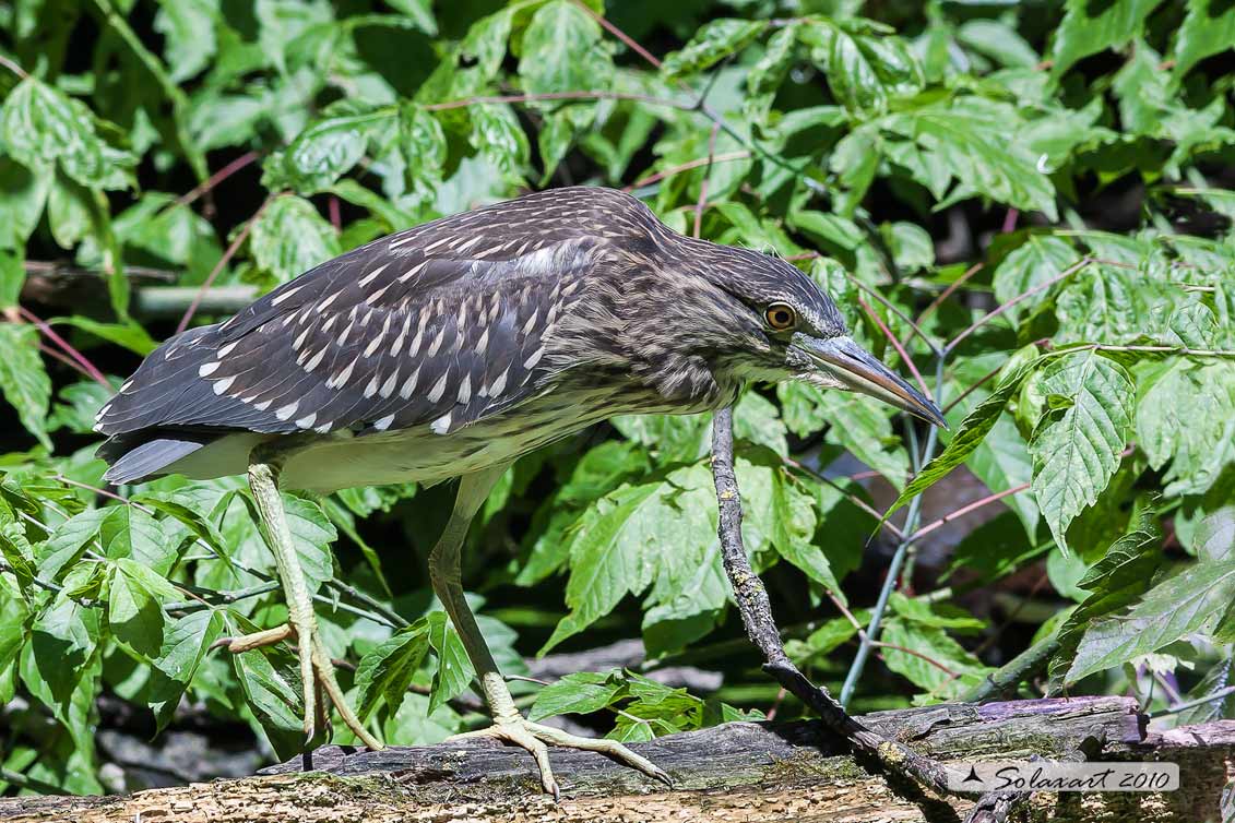 Nycticorax nycticorax:  Nitticora (immaturo);  Black-crowned Night Heron (juvenile)