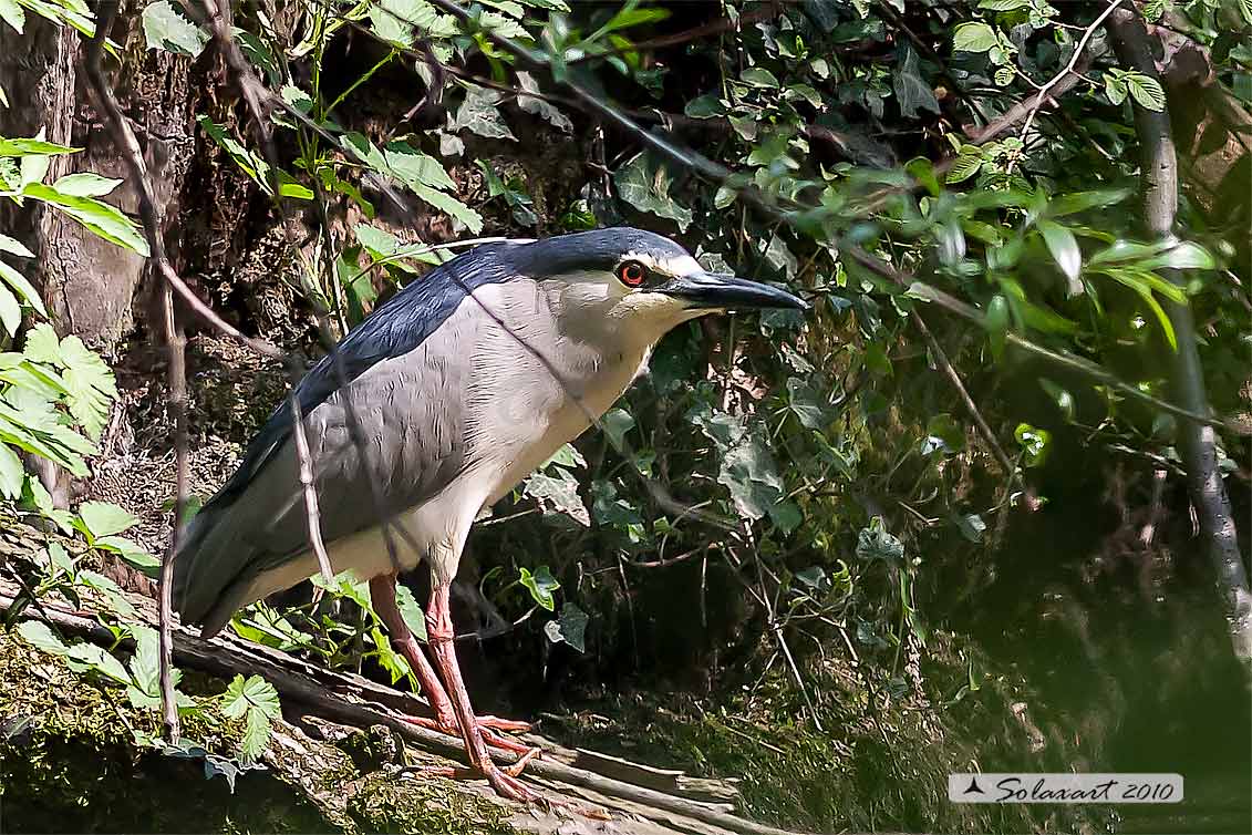 Nycticorax nycticorax:  Nitticora;  Black-crowned Night Heron