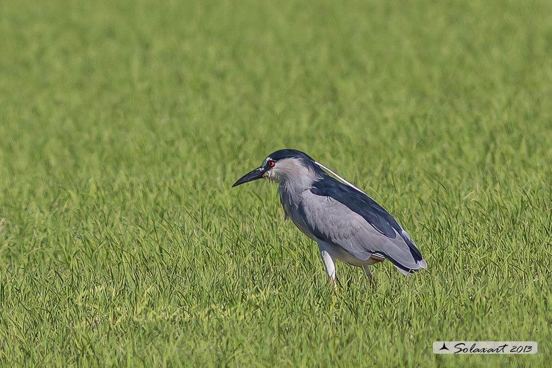 Nycticorax nycticorax:  Nitticora;  Black-crowned Night Heron