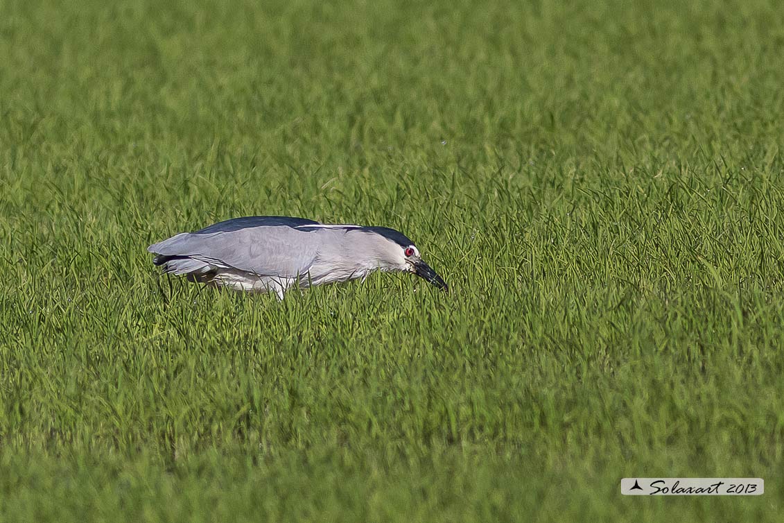 Nycticorax nycticorax:  Nitticora;  Black-crowned Night Heron