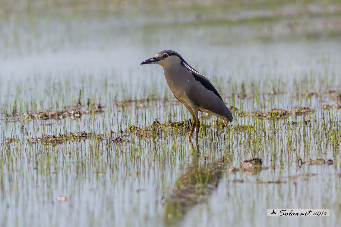 Nycticorax nycticorax:  Nitticora;  Black-crowned Night Heron