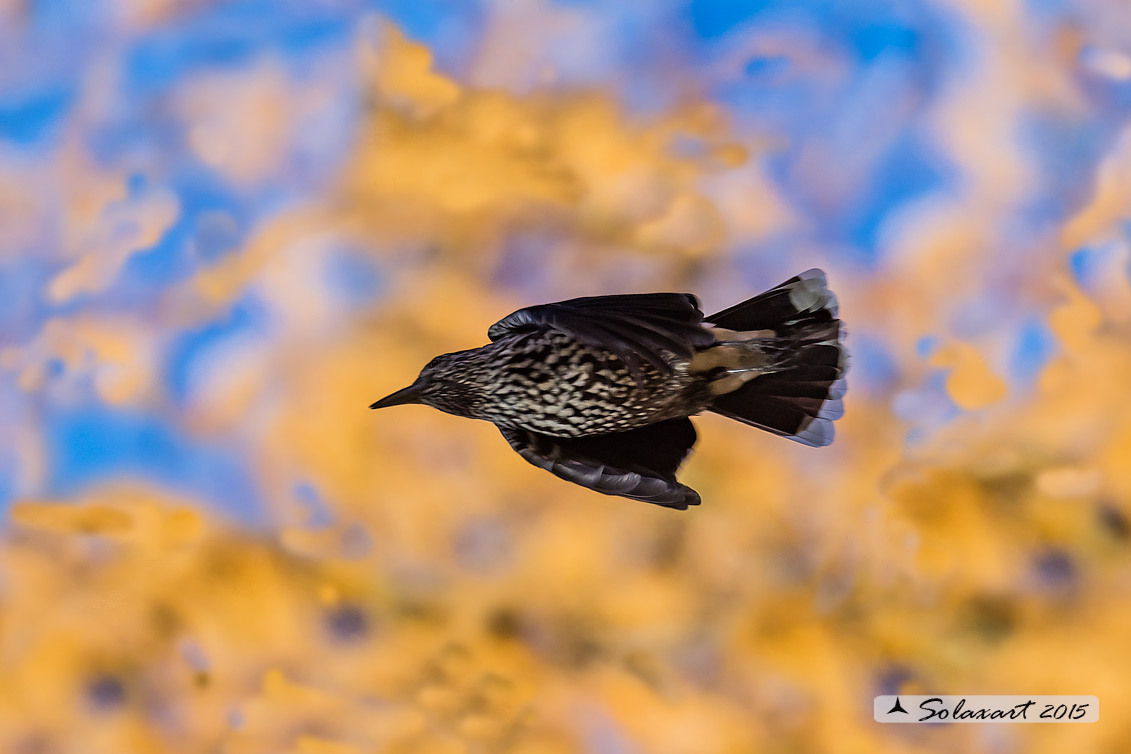 Nucifraga caryocatactes:  Nociolaia ;  Spotted nutcracker