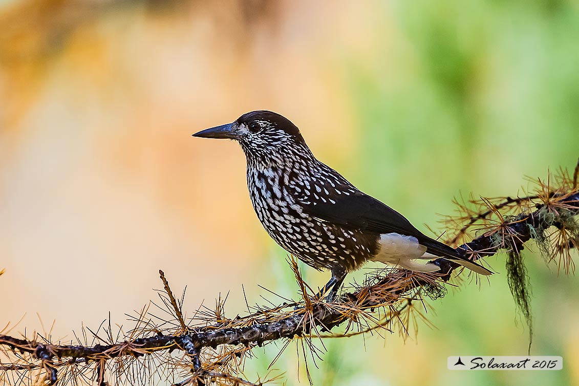 Nucifraga caryocatactes:  Nociolaia ;  Spotted nutcracker