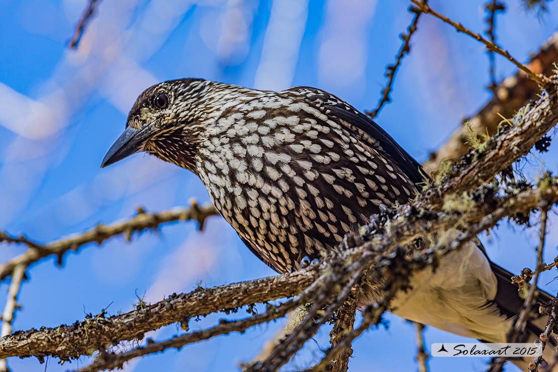 Nucifraga caryocatactes:  Nociolaia ;  Spotted nutcracker