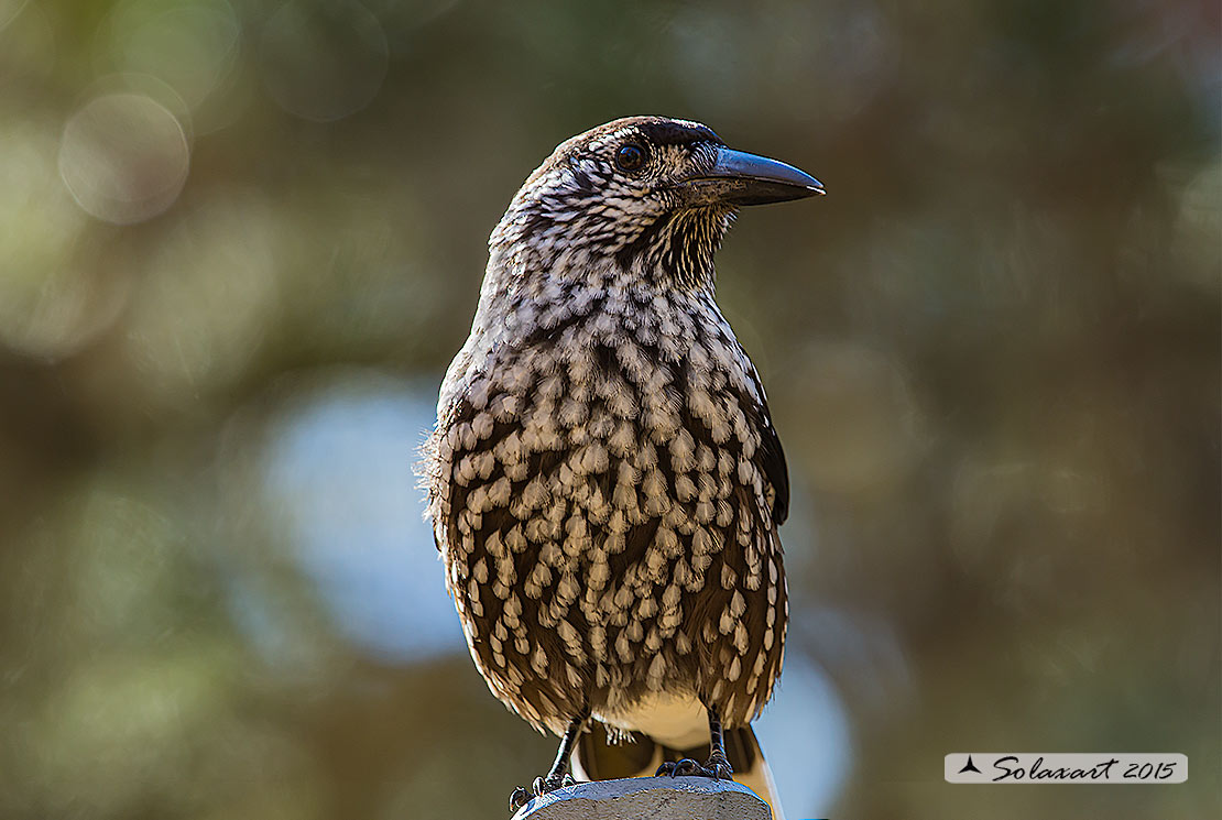 Nucifraga caryocatactes:  Nociolaia ;  Spotted nutcracker