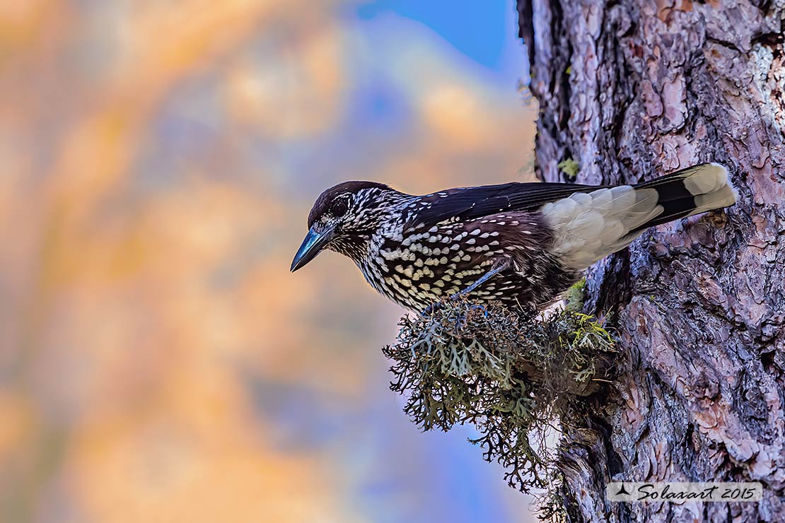 Nucifraga caryocatactes:  Nociolaia ;  Spotted nutcracker