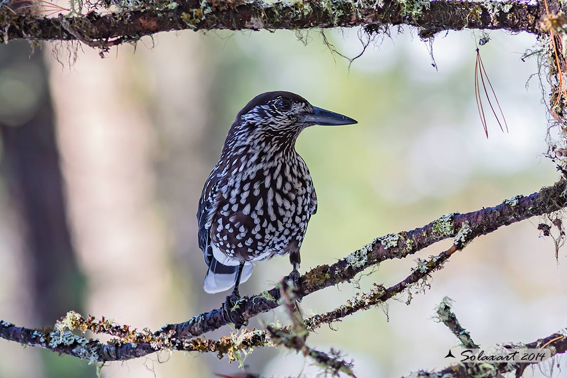 Nucifraga caryocatactes:  Nociolaia ;  Spotted nutcracker