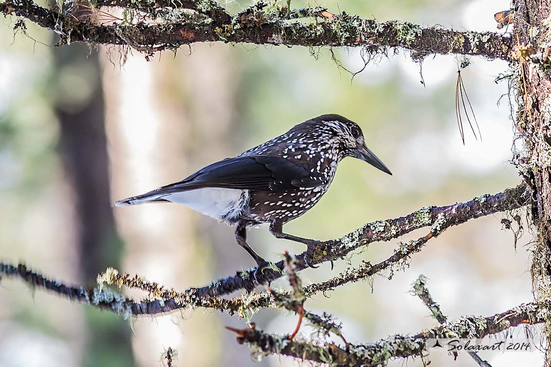 Nucifraga caryocatactes:  Nociolaia ;  Spotted nutcracker