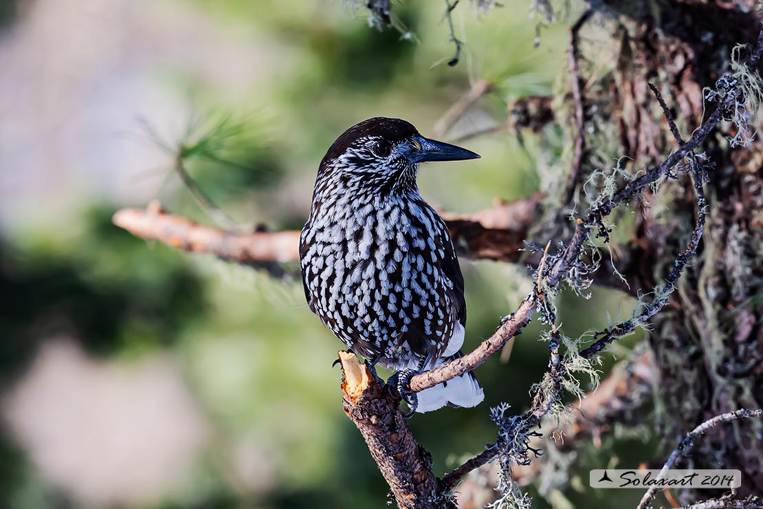 Nucifraga caryocatactes:  Nociolaia ;  Spotted nutcracker