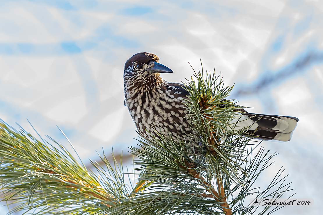 Nucifraga caryocatactes:  Nociolaia ;  Spotted nutcracker