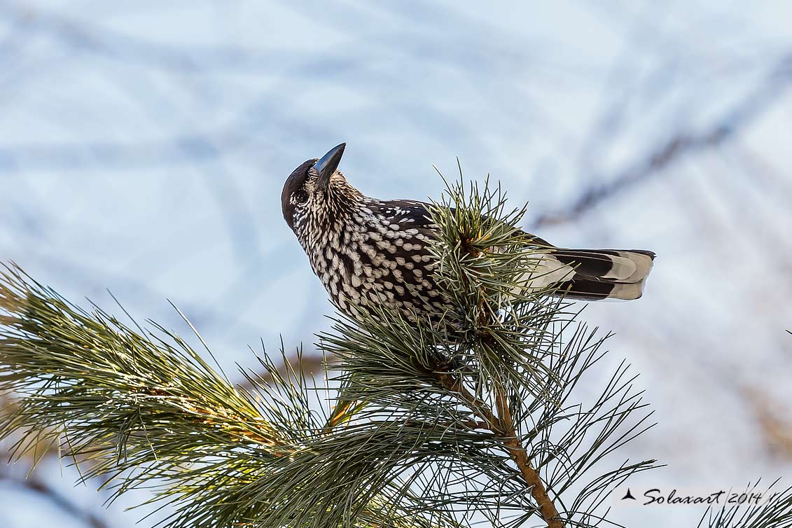 Nucifraga caryocatactes:  Nociolaia ;  Spotted nutcracker