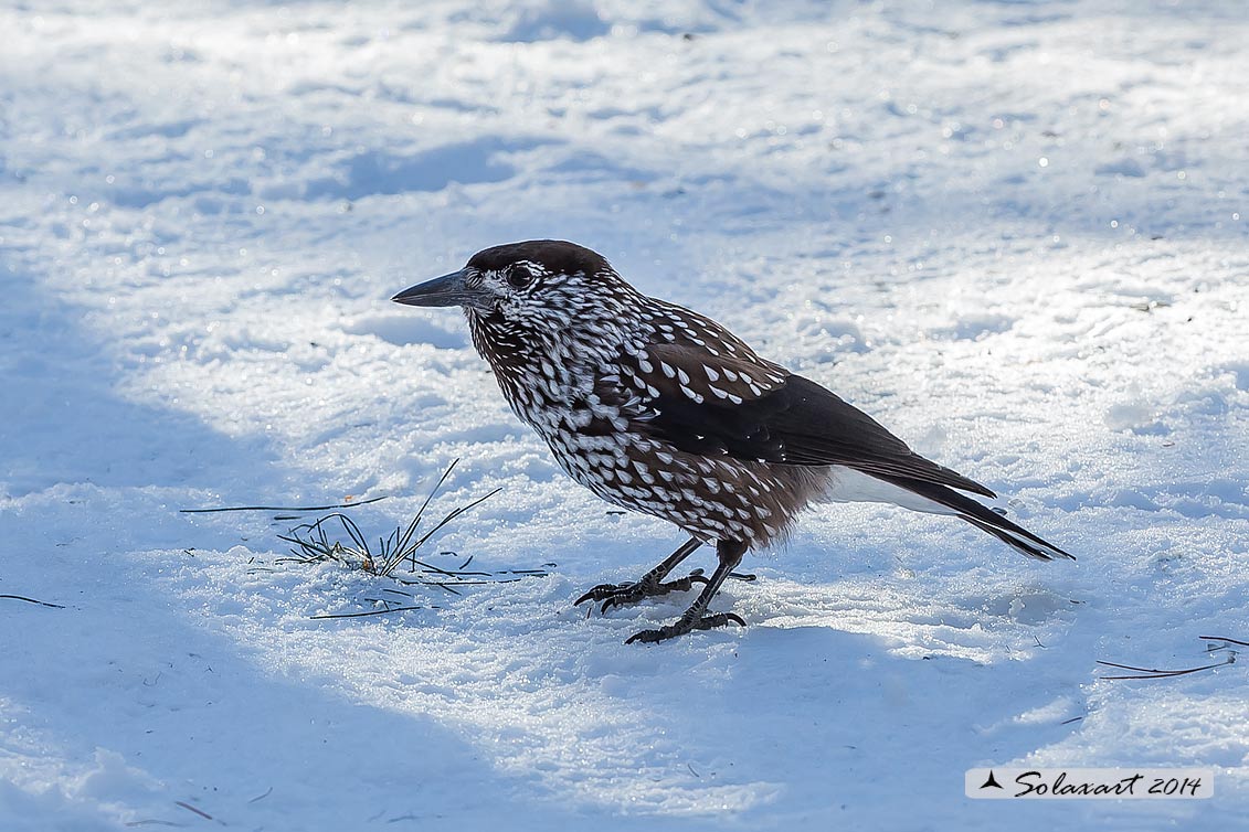 Nucifraga caryocatactes:  Nociolaia ;  Spotted nutcracker